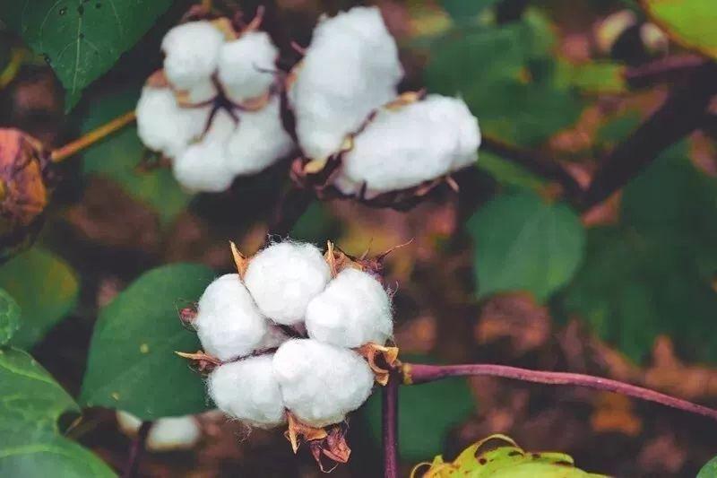 世界杯官网中文版医纺